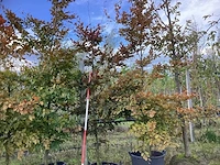 Rode beuk - laanboom (2x) - afbeelding 1 van  4