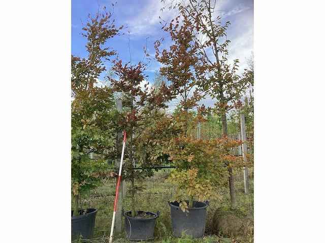 Rode beuk - laanboom (2x) - afbeelding 2 van  4