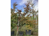 Rode beuk - laanboom (2x) - afbeelding 2 van  4