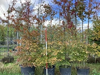Rode beuk - laanboom (3x) - afbeelding 1 van  4