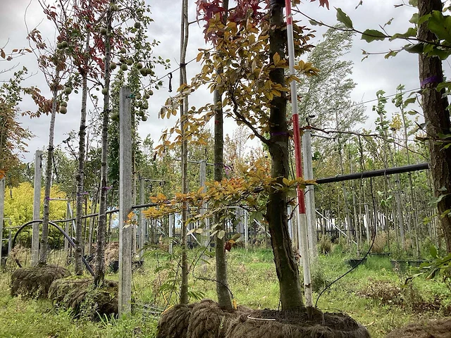 Rode beuk - laanboom - afbeelding 1 van  4
