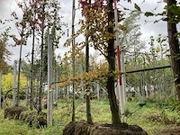 Rode beuk - laanboom - afbeelding 1 van  4