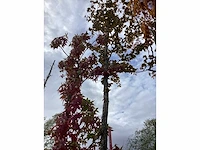 Rode beuk - laanboom - afbeelding 2 van  4