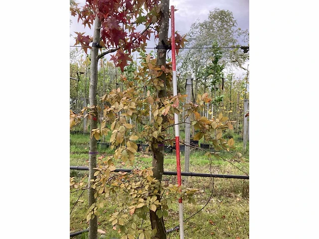 Rode beuk - laanboom - afbeelding 3 van  4