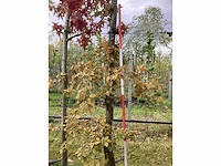 Rode beuk - laanboom - afbeelding 3 van  4