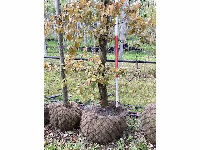 Rode beuk - laanboom - afbeelding 4 van  4