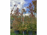 Rode beuk - parkboom (5x) - afbeelding 2 van  4