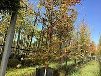 Rode beuk - sierboom - afbeelding 1 van  4