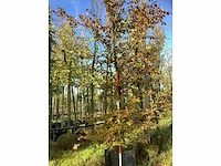 Rode beuk - sierboom - afbeelding 2 van  4