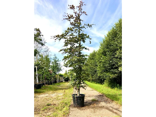 Rode beuk fagus 'atropunicea', roodbladig, ca. 4 m hoog - afbeelding 1 van  1