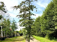 Rode beuk fagus 'atropunicea', roodbladig, ca. 4 m hoog - afbeelding 1 van  1