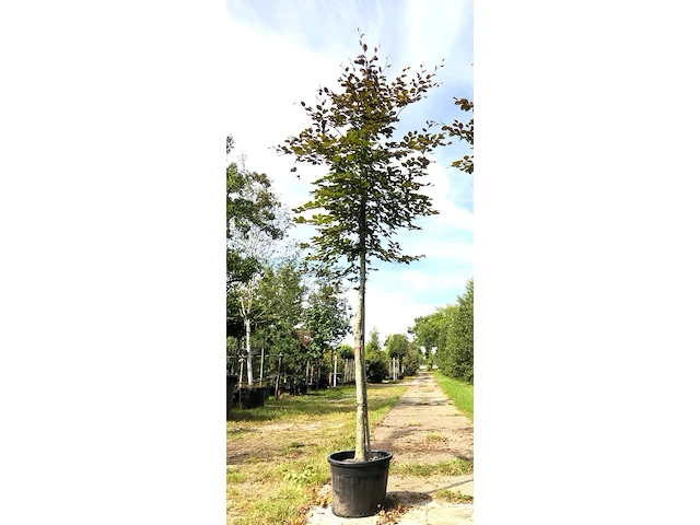 Rode beuk fagus 'atropunicea', roodbladig, ca. 4 m hoog - afbeelding 1 van  1