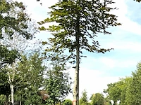 Rode beuk fagus 'atropunicea', roodbladig, ca. 4 m hoog - afbeelding 1 van  1
