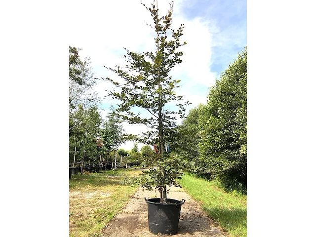Rode beuk fagus 'atropunicea', roodbladig, ca. 4 m hoog - afbeelding 1 van  1