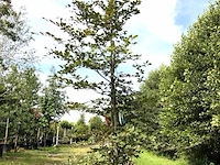 Rode beuk fagus 'atropunicea', roodbladig, ca. 4 m hoog - afbeelding 1 van  1