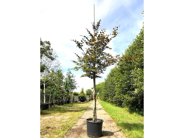 Rode beuk fagus 'atropunicea', roodbladig, ca. 4 m hoog - afbeelding 1 van  1