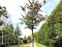 Rode beuk fagus 'atropunicea', roodbladig, ca. 4 m hoog - afbeelding 1 van  1