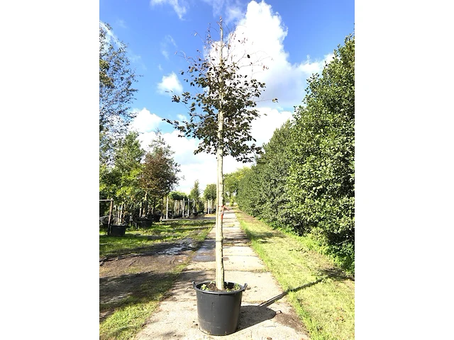 Rode beuk fagus 'atropunicea', roodbladig, ca. 4 m hoog - afbeelding 1 van  1