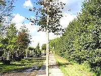 Rode beuk fagus 'atropunicea', roodbladig, ca. 4 m hoog - afbeelding 1 van  1
