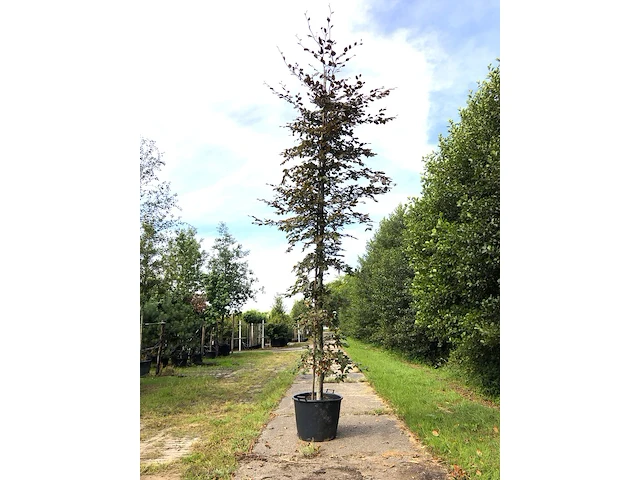 Rode beuk fagus 'atropunicea', roodbladig, ca. 5 m hoog - afbeelding 1 van  1