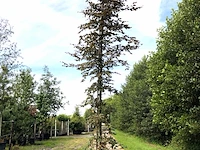 Rode beuk fagus 'atropunicea', roodbladig, ca. 5 m hoog - afbeelding 1 van  1
