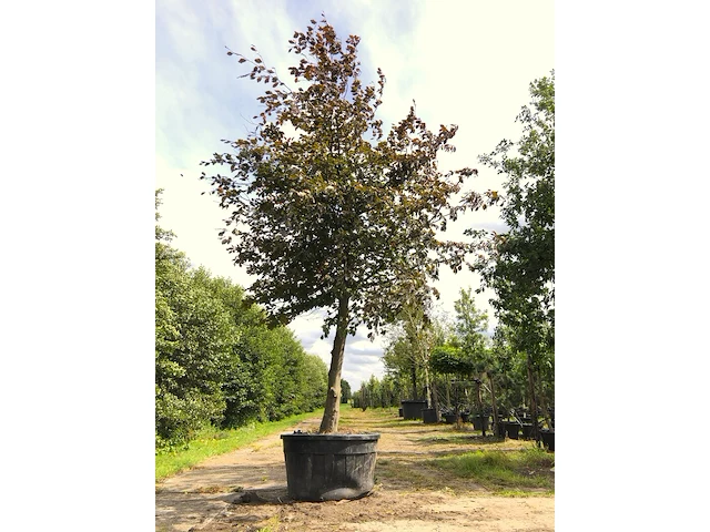 Rode beuk fagus 'atropunicea', roodbladig, ca. 5 m hoog - afbeelding 1 van  1
