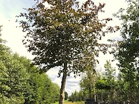 Rode beuk fagus 'atropunicea', roodbladig, ca. 5 m hoog - afbeelding 1 van  1