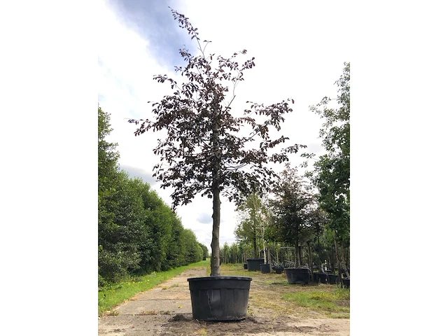Rode beuk fagus 'atropunicea', roodbladig, ca. 5 m hoog - afbeelding 1 van  1