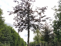 Rode beuk fagus 'atropunicea', roodbladig, ca. 5 m hoog - afbeelding 1 van  1