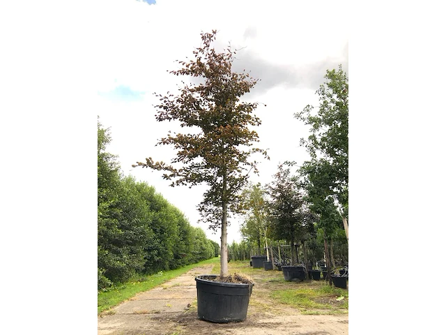 Rode beuk fagus 'atropunicea', roodbladig, ca. 5 m hoog - afbeelding 1 van  1
