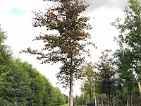 Rode beuk fagus 'atropunicea', roodbladig, ca. 5 m hoog - afbeelding 1 van  1