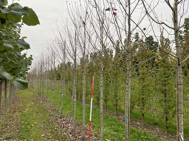 Rode esdoorn - acer 'autumn flame' - afbeelding 1 van  4