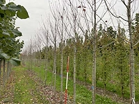 Rode esdoorn - acer 'autumn flame' - afbeelding 1 van  4