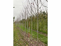 Rode esdoorn - acer 'autumn flame' - afbeelding 2 van  4