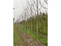 Rode esdoorn - acer 'autumn flame' - afbeelding 4 van  4