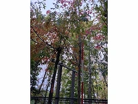 Rode esdoorn - laanboom - afbeelding 2 van  2