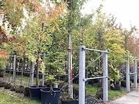Rode esdoorn - parkboom - afbeelding 1 van  4
