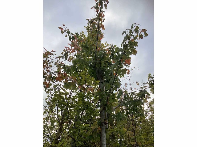 Rode esdoorn - parkboom - afbeelding 3 van  4