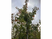 Rode esdoorn - parkboom - afbeelding 3 van  4