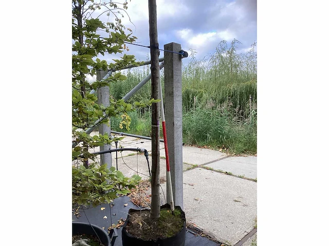 Rode esdoorn - parkboom - afbeelding 4 van  4