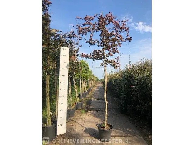 Rode leibeuk fagus 'atropunicea', leiboom, , 350 cm hoog - afbeelding 1 van  1