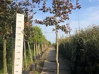 Rode leibeuk fagus 'atropunicea', leiboom, , 350 cm hoog - afbeelding 1 van  1