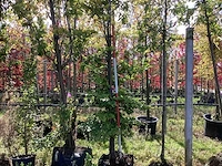 Rode zuilbeuk - laanbomen - afbeelding 1 van  4