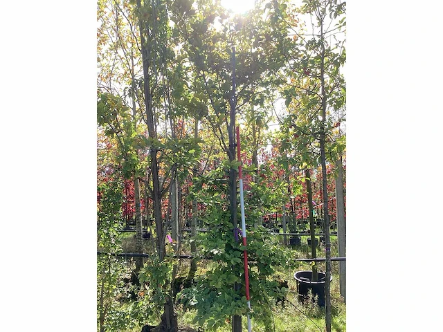 Rode zuilbeuk - laanbomen - afbeelding 2 van  4