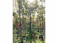 Rode zuilbeuk - laanbomen - afbeelding 2 van  4