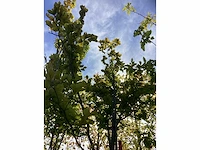 Rode zuilbeuk - laanbomen - afbeelding 4 van  4