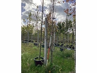 Rode zuilbeuk - laanboom - afbeelding 2 van  3