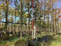 Rode zuilbeuk - parkboom - afbeelding 1 van  4