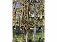 Rode zuilbeuk - parkboom - afbeelding 3 van  4