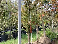 Rode zuilbeuk - sierboom - afbeelding 1 van  4